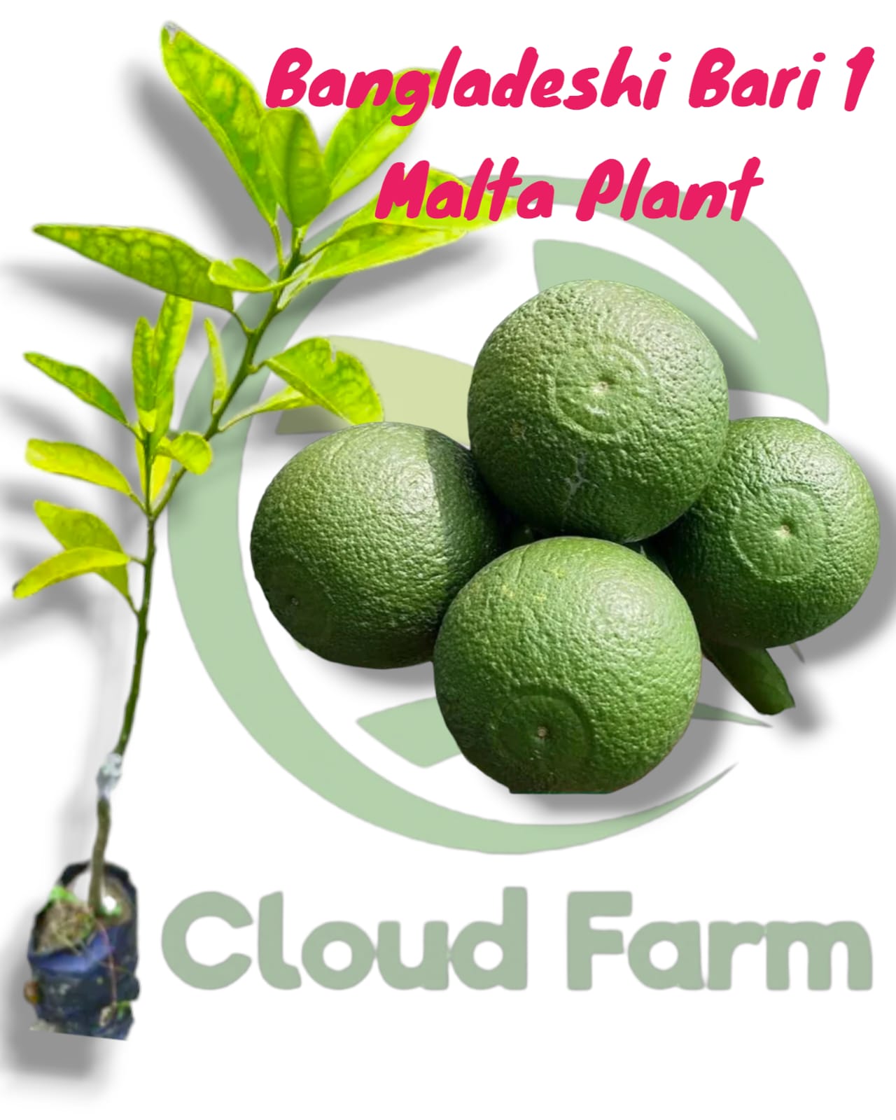 Bangladeshi Bari 1 Malta Grafted Plant