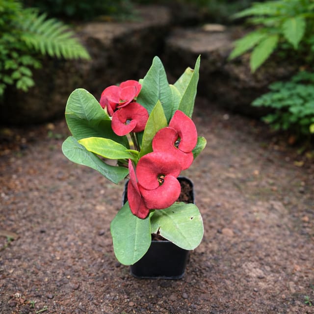 Euphoria (Red) Plant