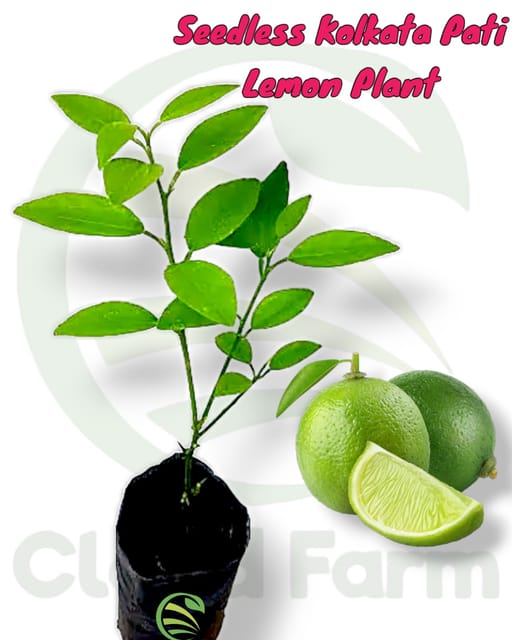 Seedless Kolkata Pati Lemon Air Layered  Plant