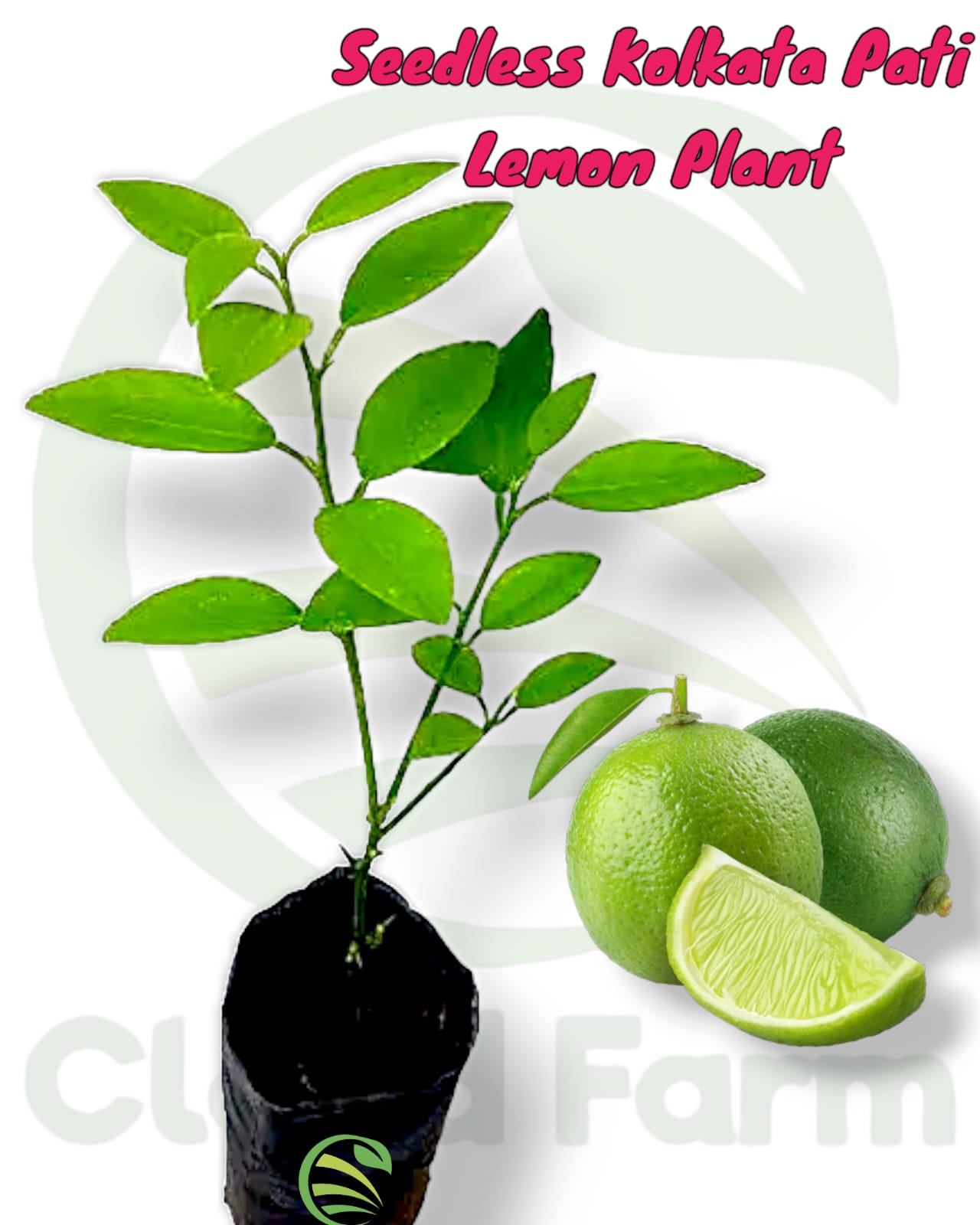 Seedless Kolkata Pati Lemon Air Layered  Plant