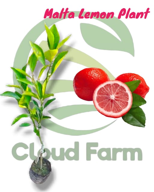 Red Malta Lemon Healthy grafted Plant