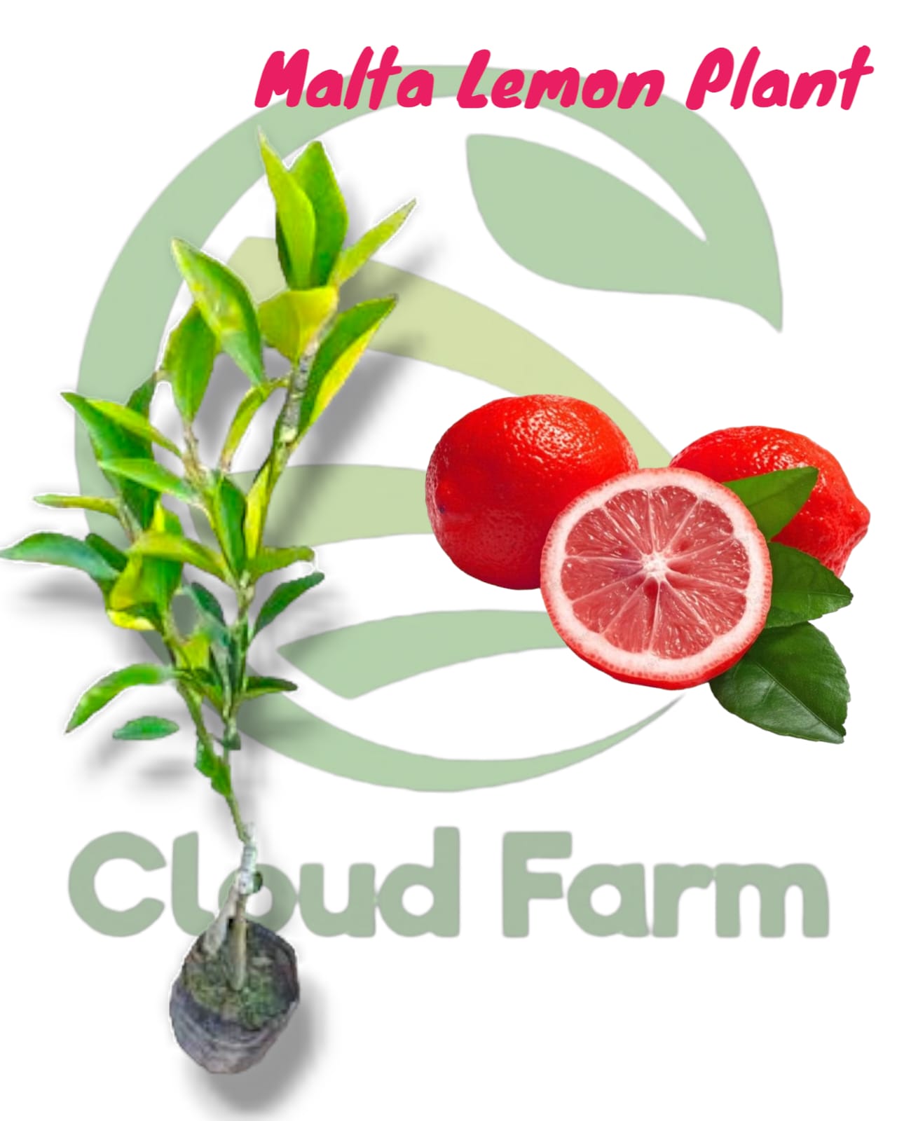 Red Malta Lemon Healthy grafted Plant