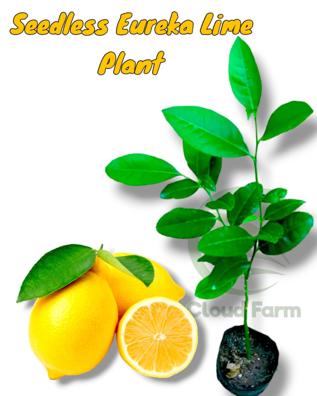 Seedless Eureka Lime Air Layered Healthy  Plant