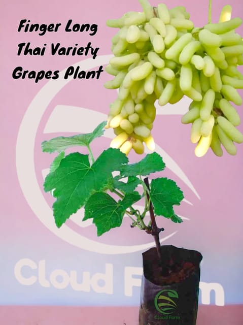 Finger Long Thai Variety Grapes Air Layered Healthy Hybrid Plant Finger Long Thai Variety Grapes Air Layered Healthy Hybrid Plant
