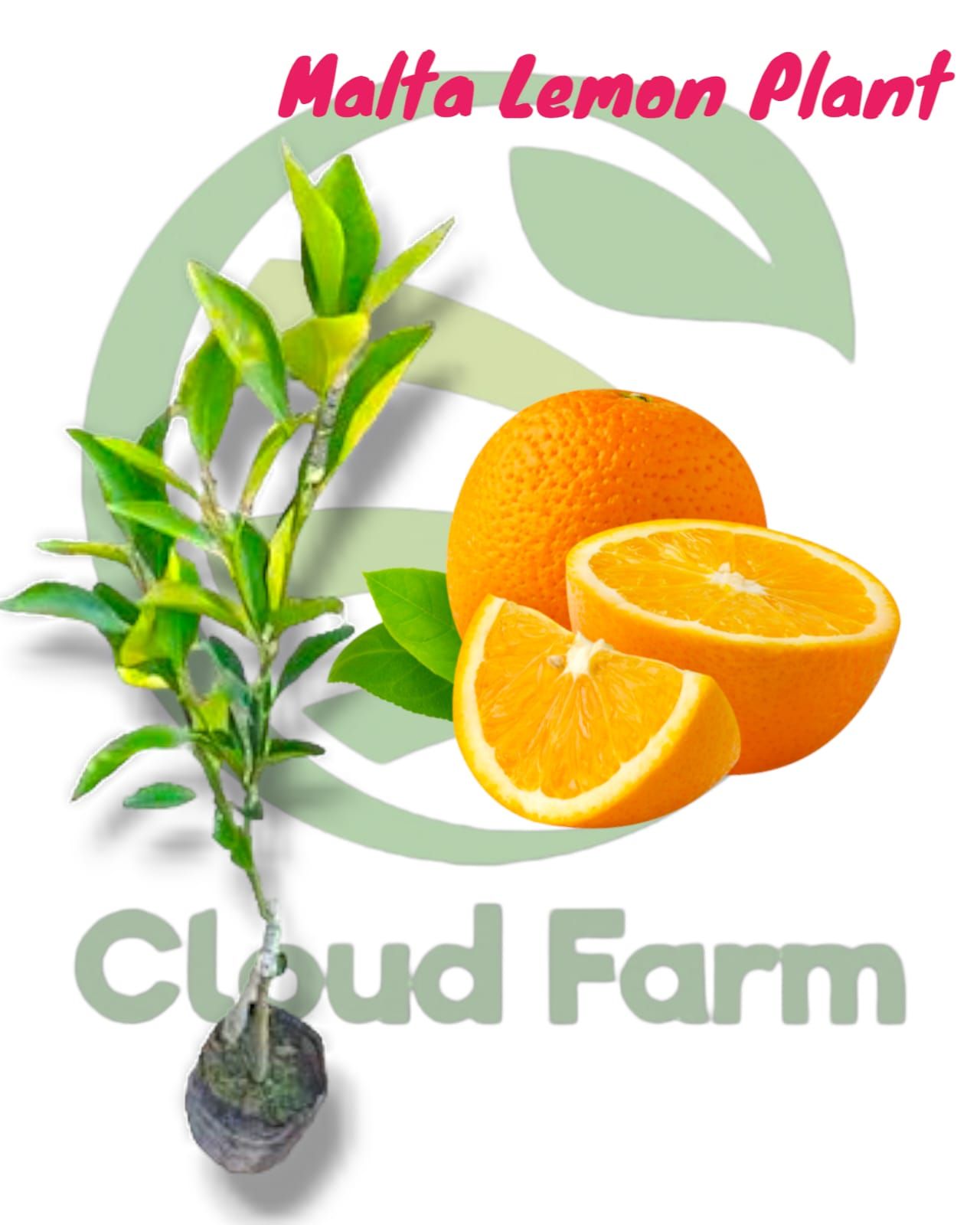 Orange Malta Grafted Plant