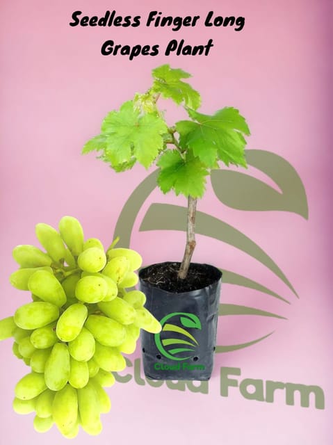 Seedless Finger Long Grapes Plant