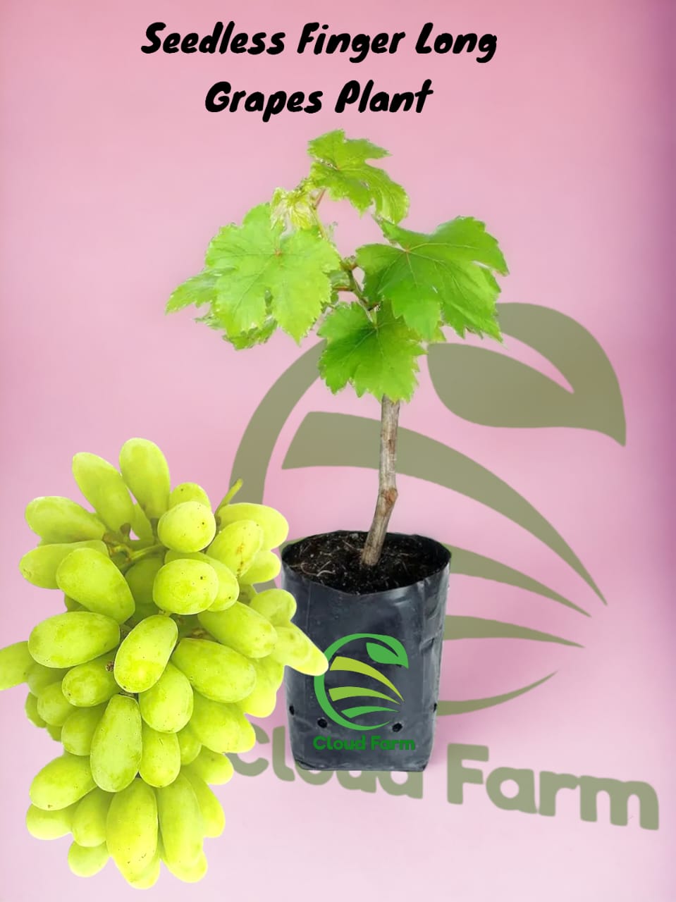 Seedless Finger Long Grapes Plant
