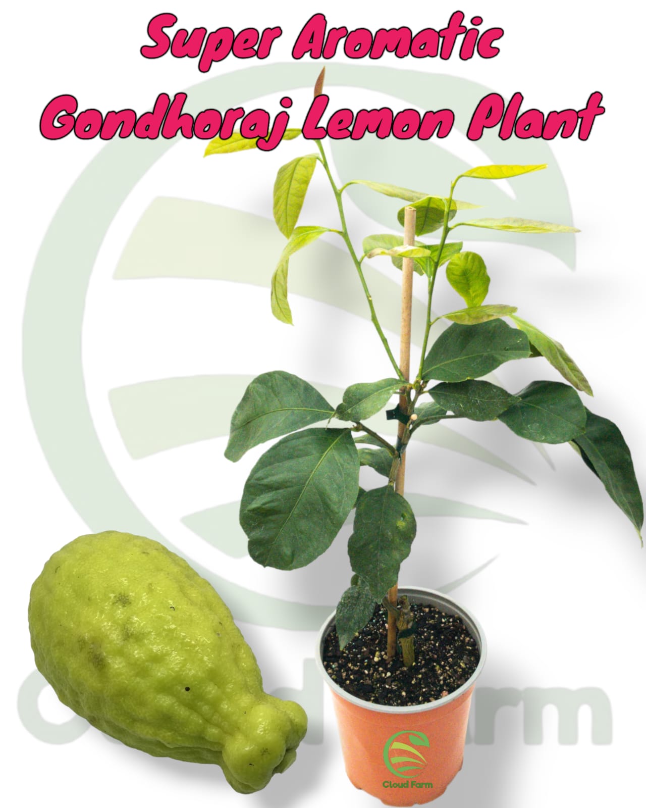 Super Aromatic Gondhoraj Grafted Healthy Lemon Plant
