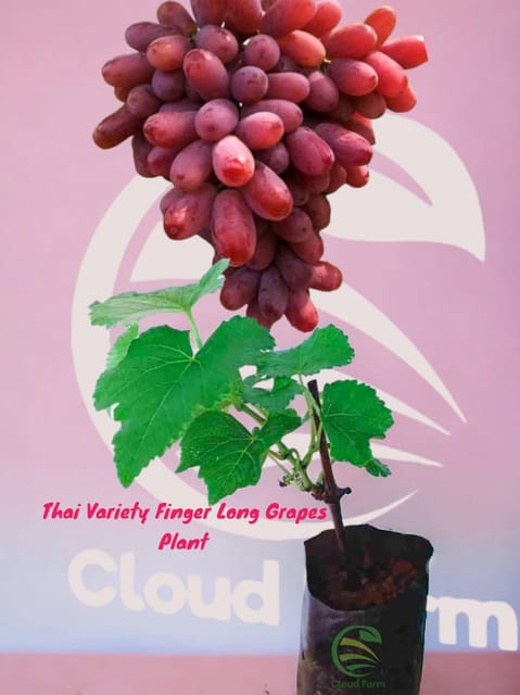 Thai Variety Finger Long Grapes Air Layered Healthy Plant
