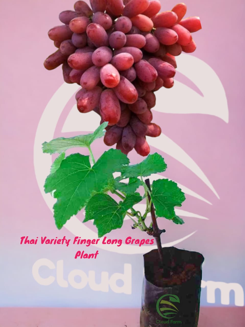 Thai Variety Finger Long Grapes Air Layered Healthy Plant