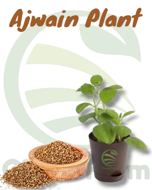 Ajwain Seedling Plant