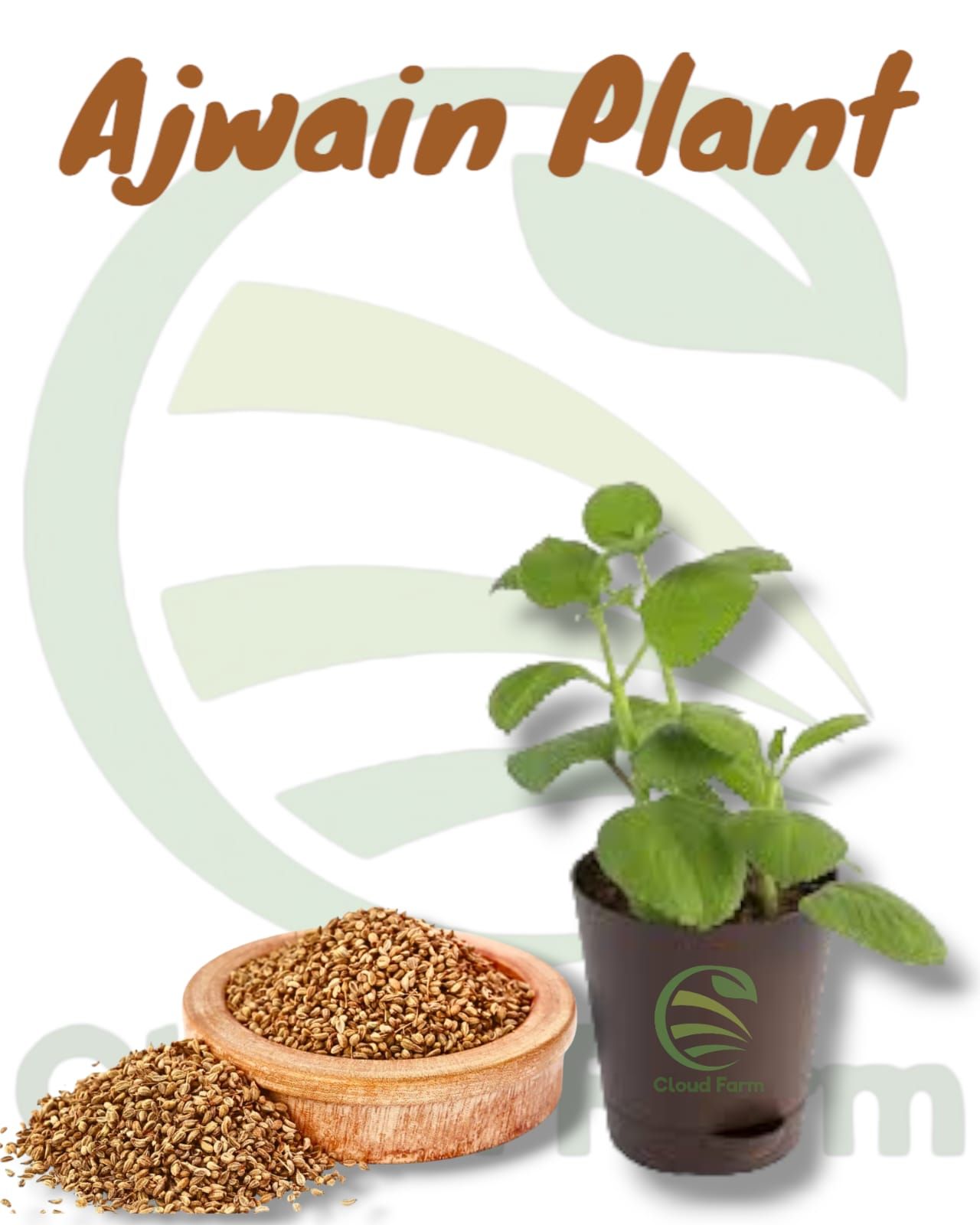 Ajwain Seedling Plant
