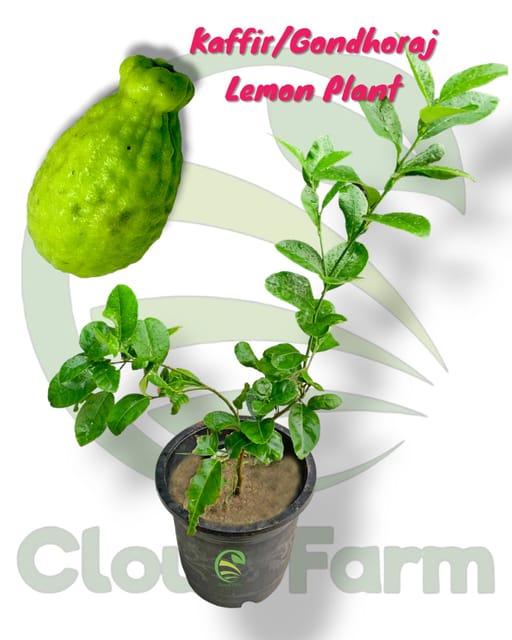 Kaffir Gondhoraj Lemon Grafted Healthy Plant