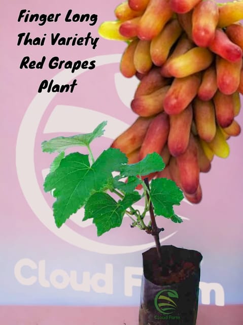 Finger Long Thai Variety Red Grapes Air Layered Hybrid Healthy Plant