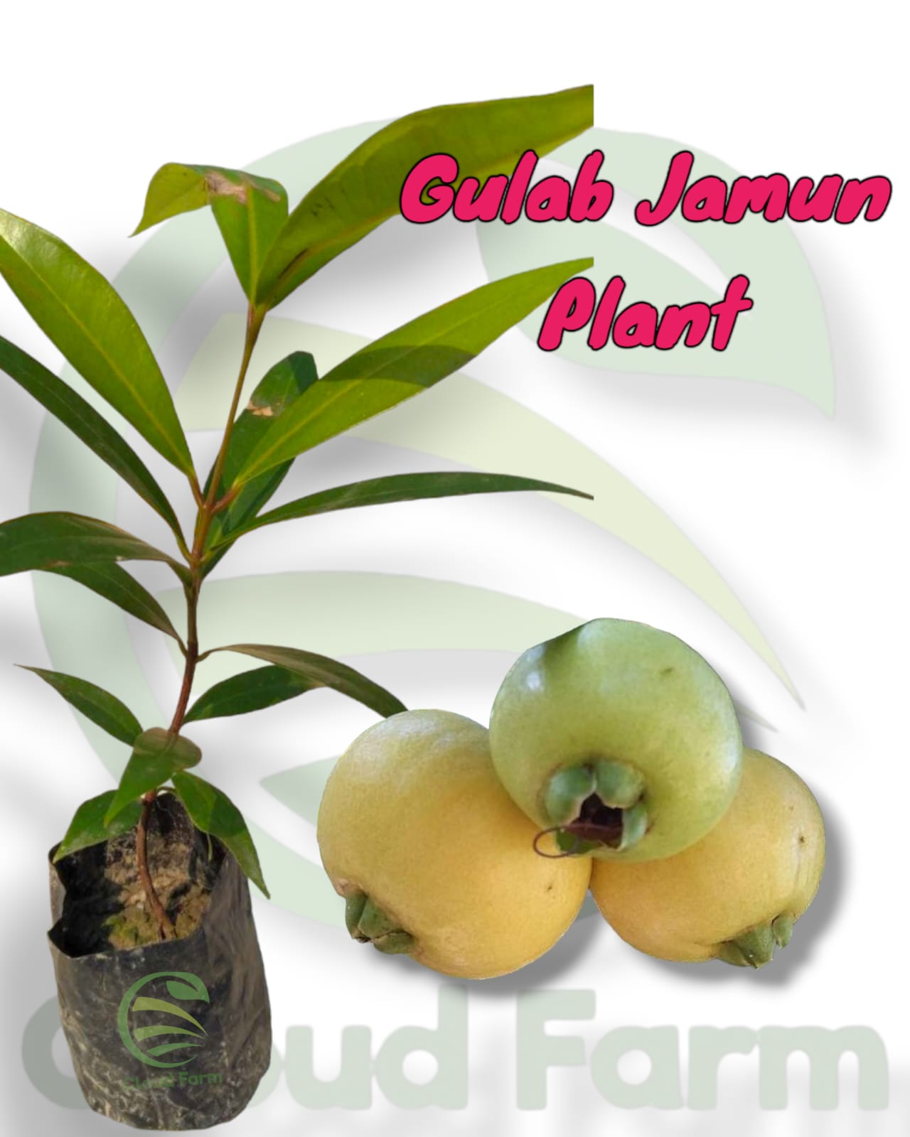Gulab Jamun/ Rose Apple Fruit (Syzygium Jambos) Air Layered Healthy Plant