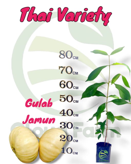 Thai Gulab Jamun /Rose Apple Fruit Air Layered/Grafted  Healthy Plant