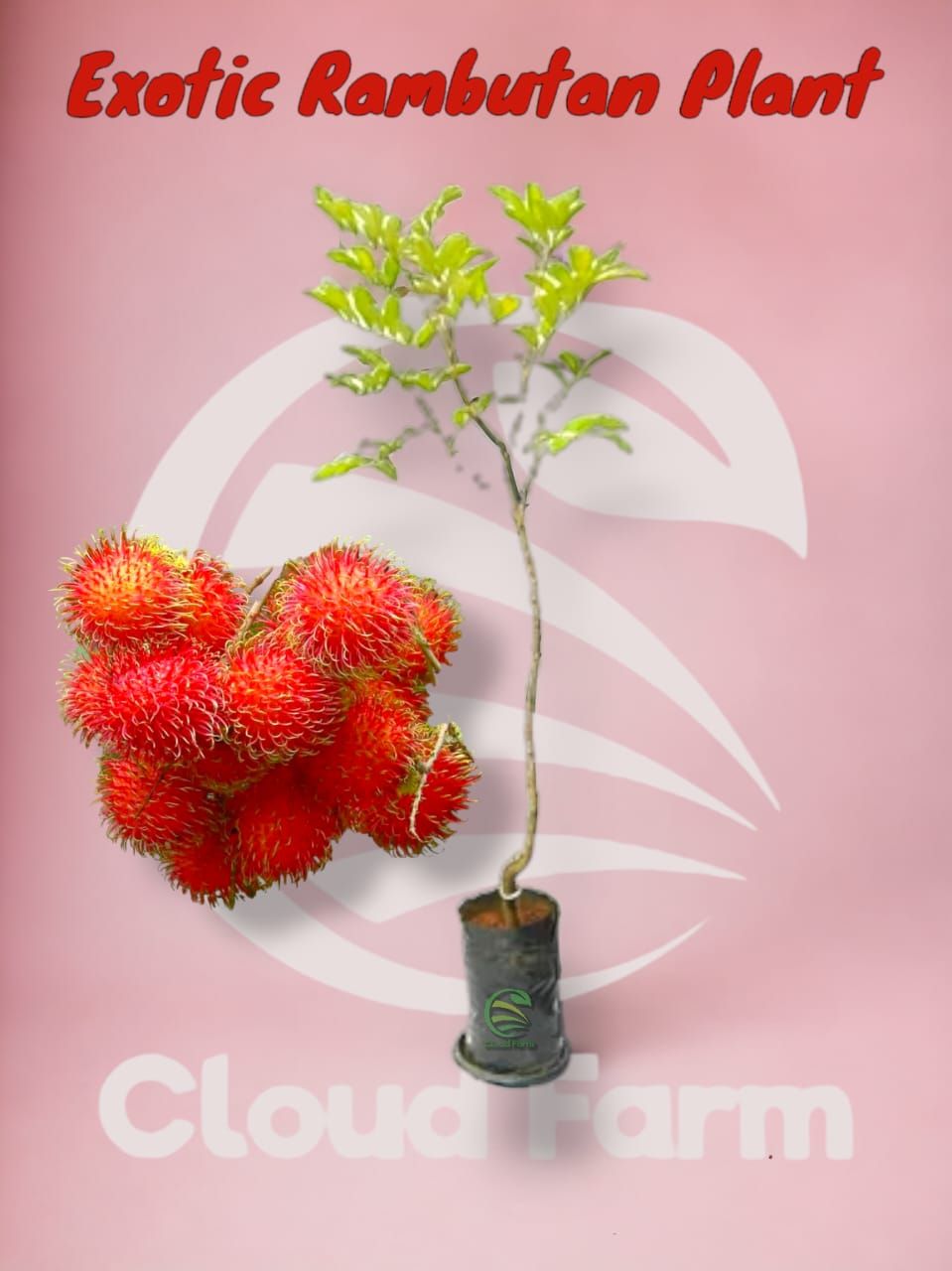 Red Rambutan Healthy Grafted / Air Layered Plant