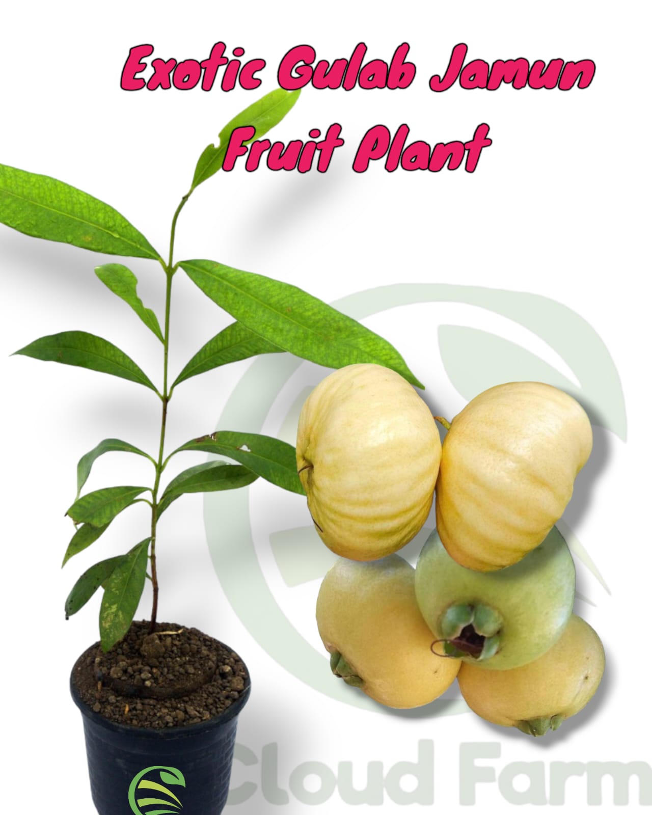 Exotic Gulab Jamun/Rose Apple Fruit Air Layered/ Grafted Healthy Plant