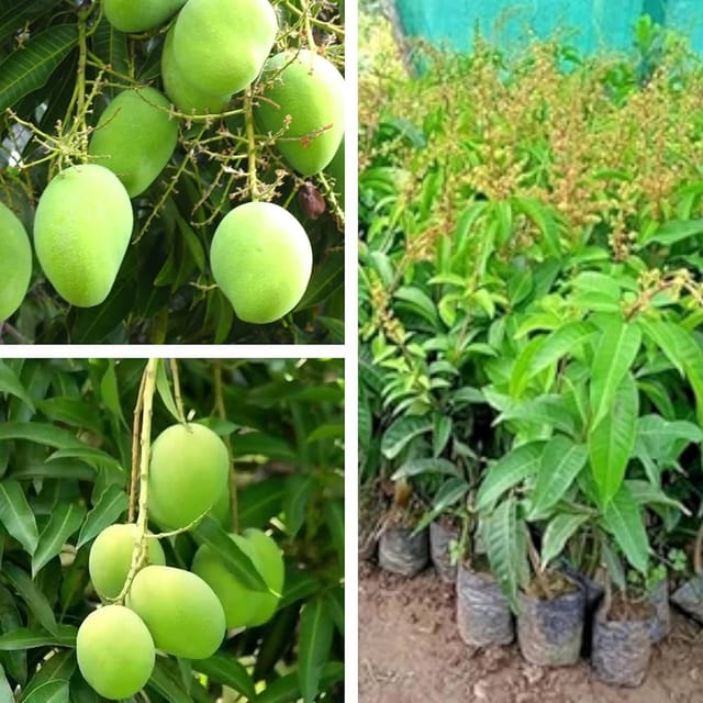 Thai All Time Mango Fruit Plant grafted - Naturemart