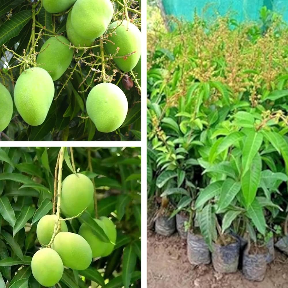 Thai All Time Mango Fruit Plant grafted - Naturemart