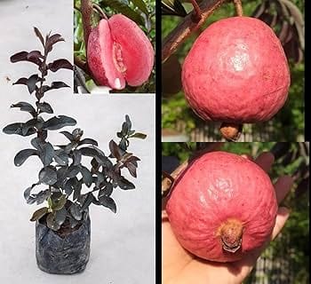 Thai Red Guava plants - Naturemart