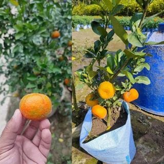 Near sweet orange Grafting fruit plants - Naturemart