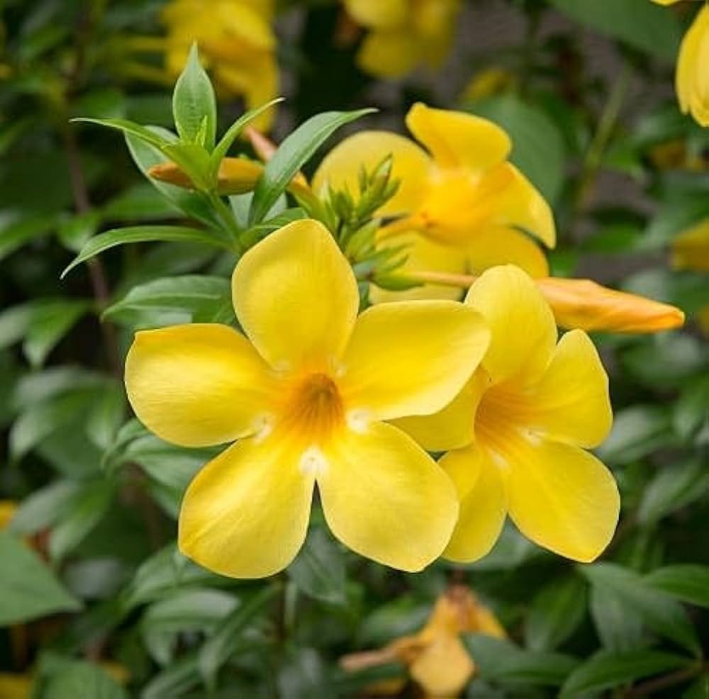 MANDEVILLA FLOWERS PLANTS (yellow) - Naturemart