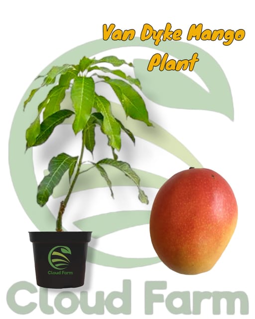 Van Dyke Mango Grafted /Air Layered Healthy Plant