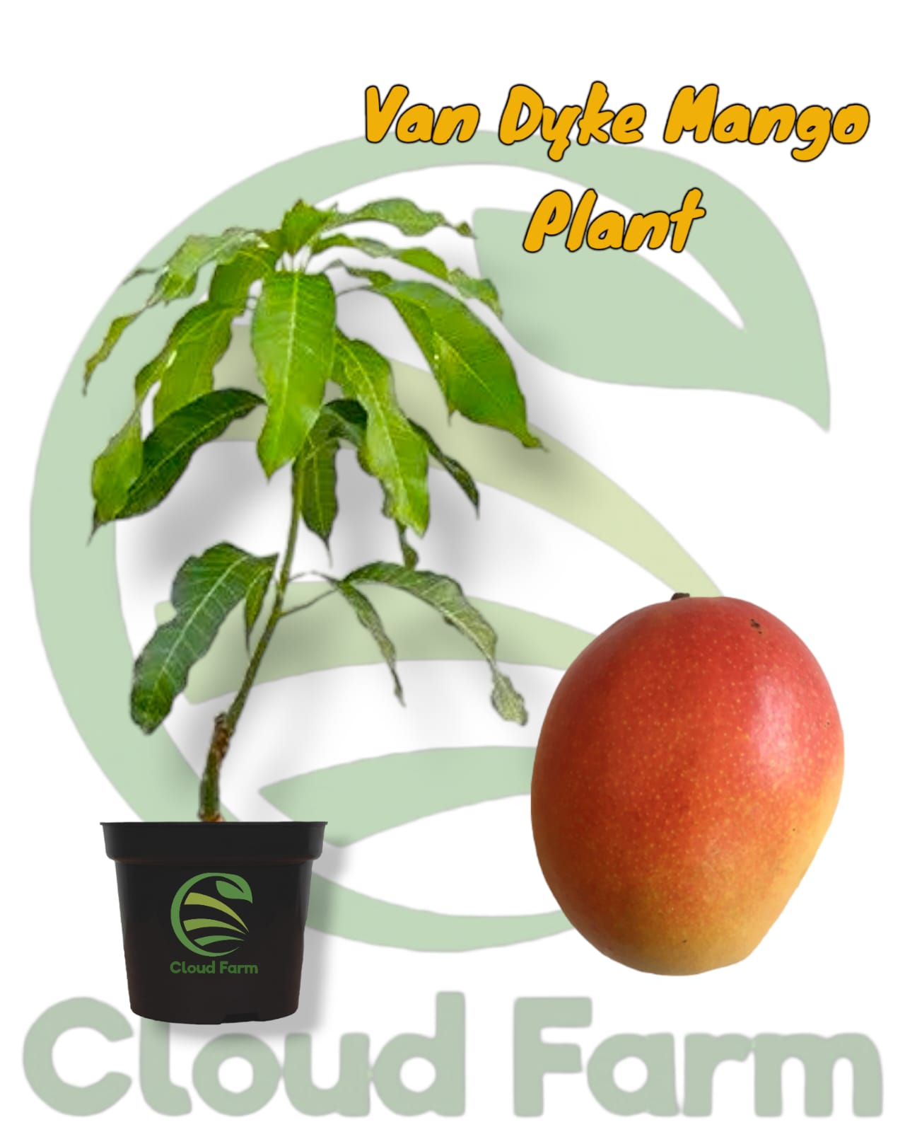 Van Dyke Mango Grafted /Air Layered Healthy Plant