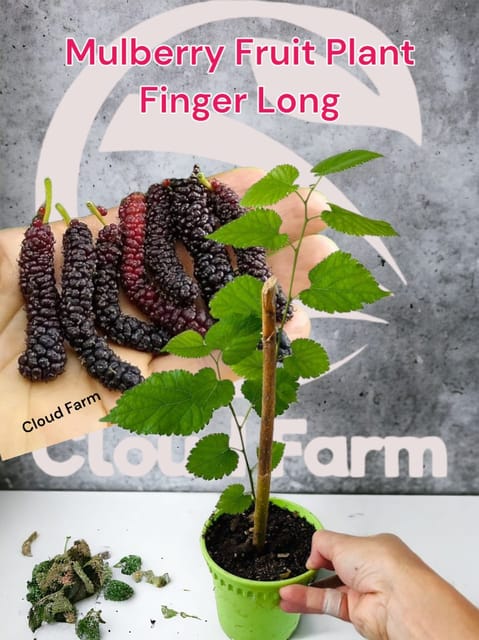 Mulberry Fruit Plant Finger Long Air Layered/Grafted Hybrid Healthy Plant Mulberry Fruit Plant Finger Long Air Layered/Grafted Hybrid Healthy Plant