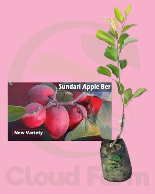 Sundari Apple Ber Indian Jujube Kul Grafted Hybrid Healthy Plant