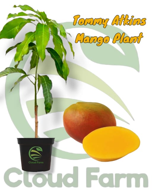 Tommy Atkins Mango Grafted / Air Layered Healthy Plant
