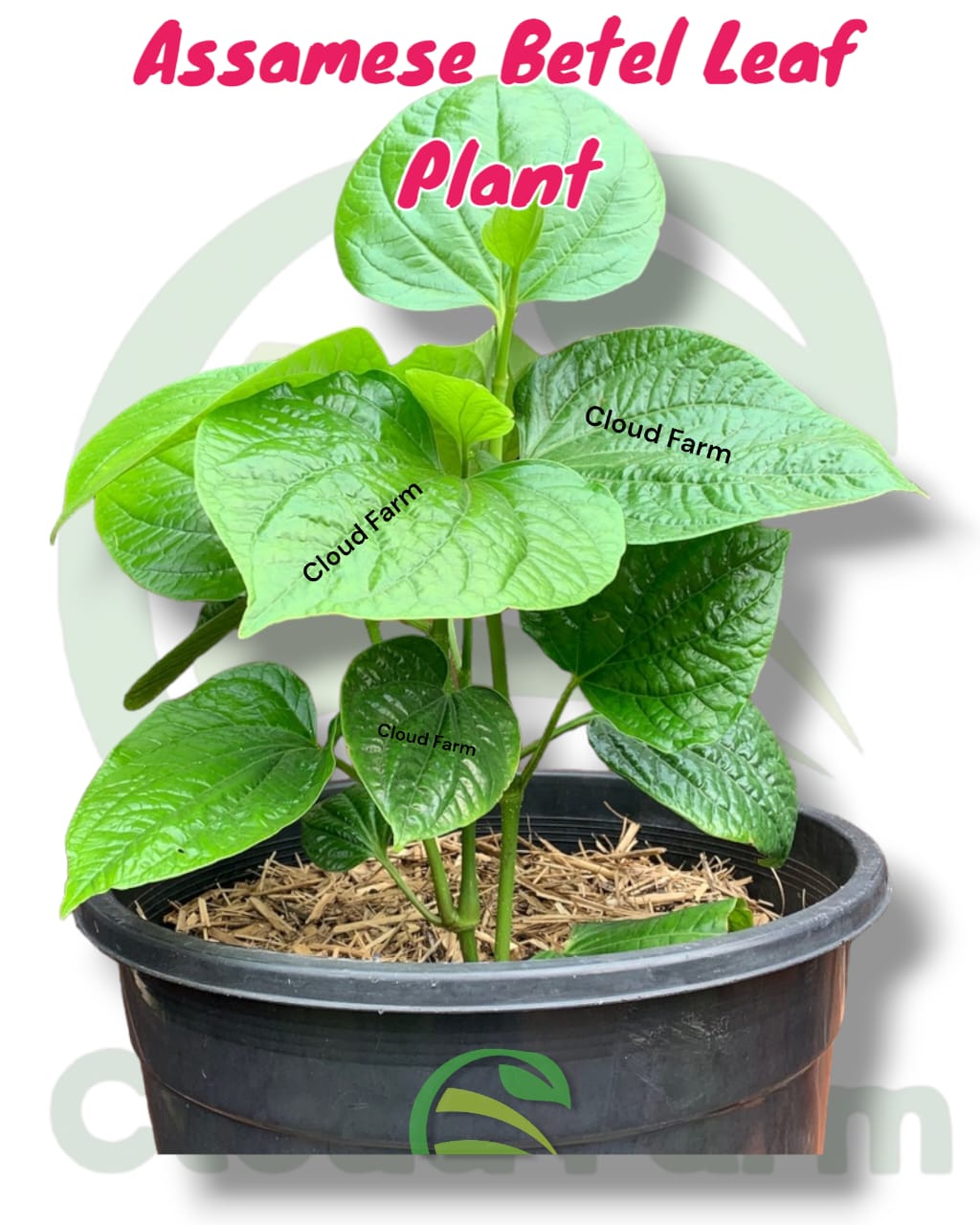 Assamese Betel Leaf Hybrid Healthy Plant