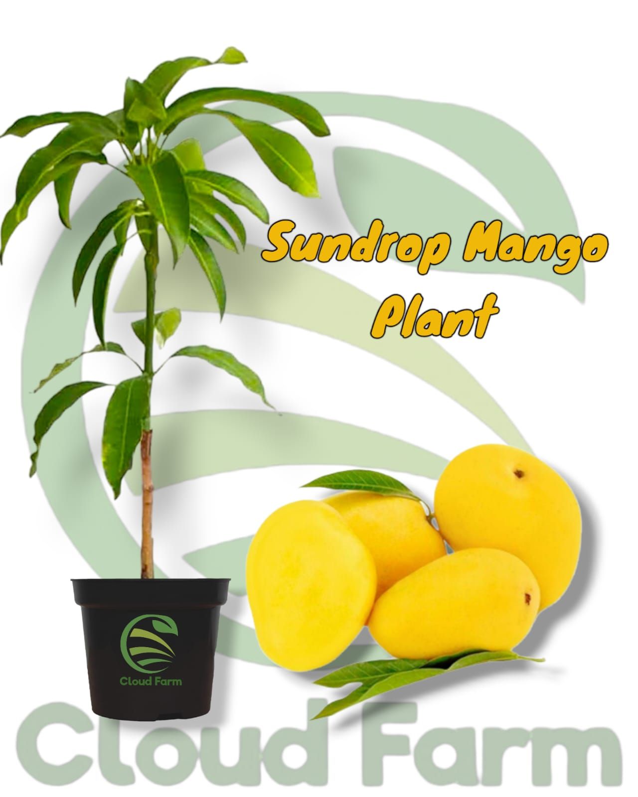 Sundrop Mango Grafted / Air Layered Healthy Plant
