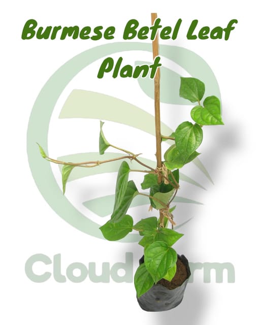 Burmese Betel Leaf Hybrid Healthy Plant Burmese Betel Leaf Hybrid Healthy Plant