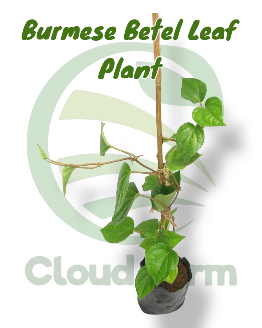 Burmese Betel Leaf Hybrid Healthy Plant