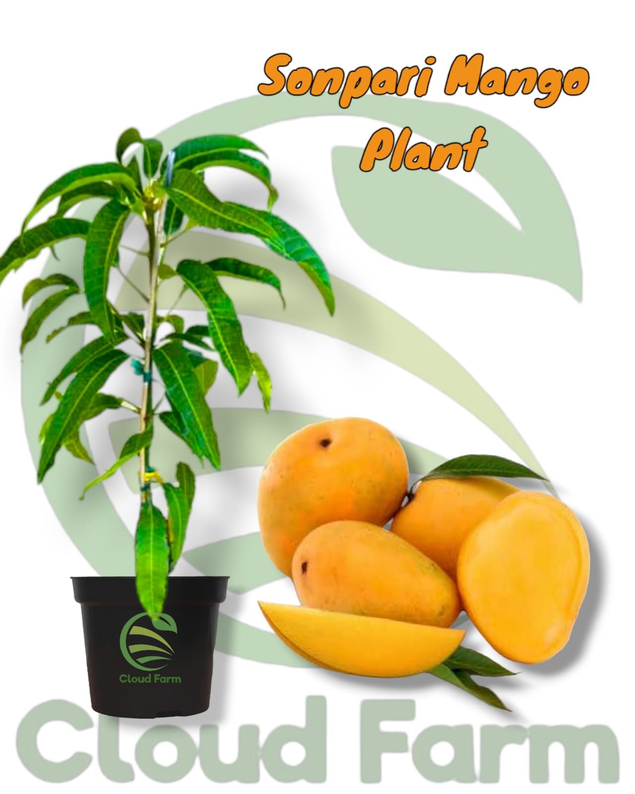 Sonpari Mango Grafted / Air Layered Healthy Plant