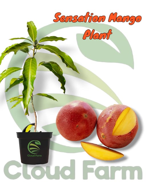 Sensation Mango Grafted / Air Layered Healthy Plant Sensation Mango Grafted / Air Layered Healthy Plant