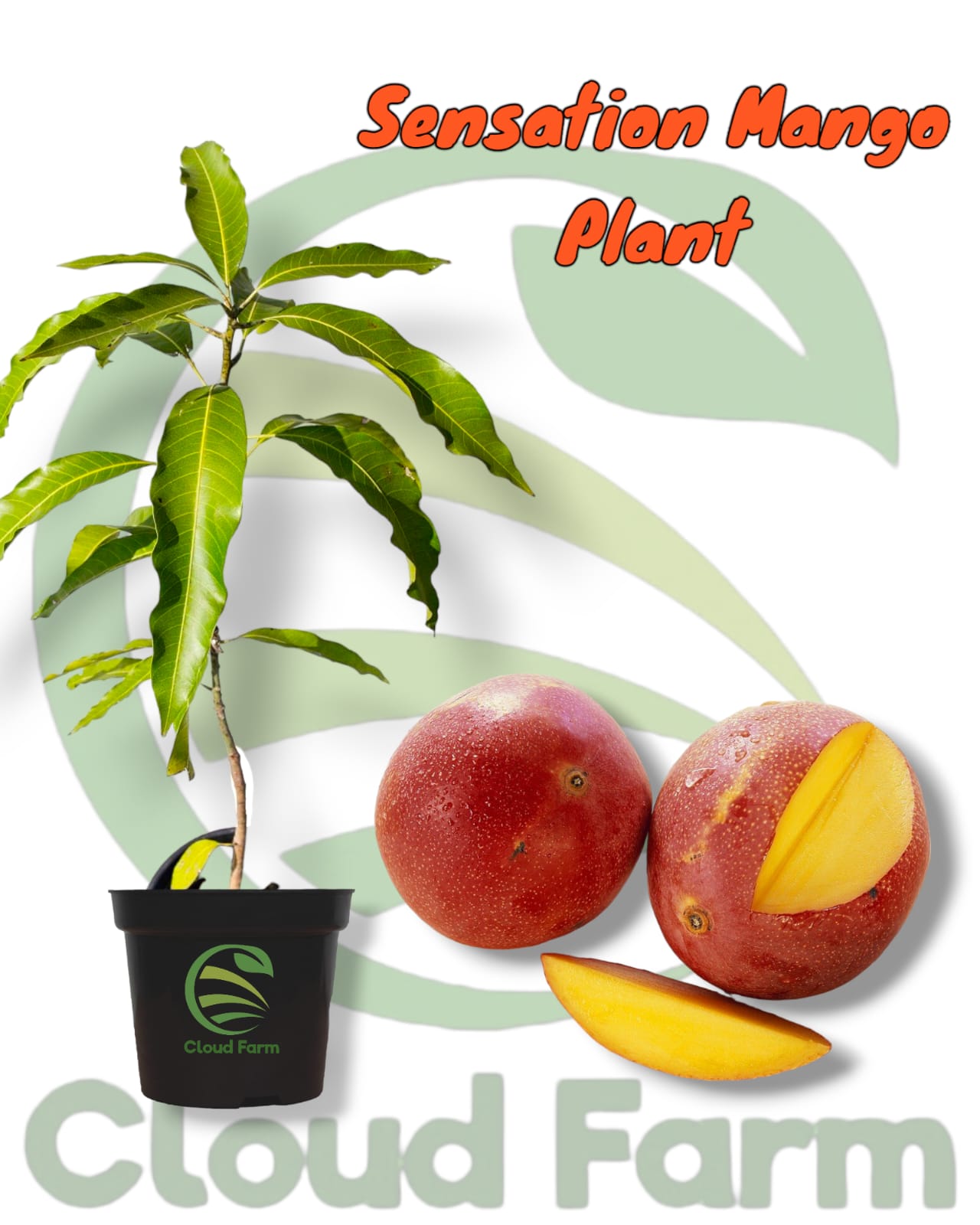 Sensation Mango Grafted / Air Layered Healthy Plant