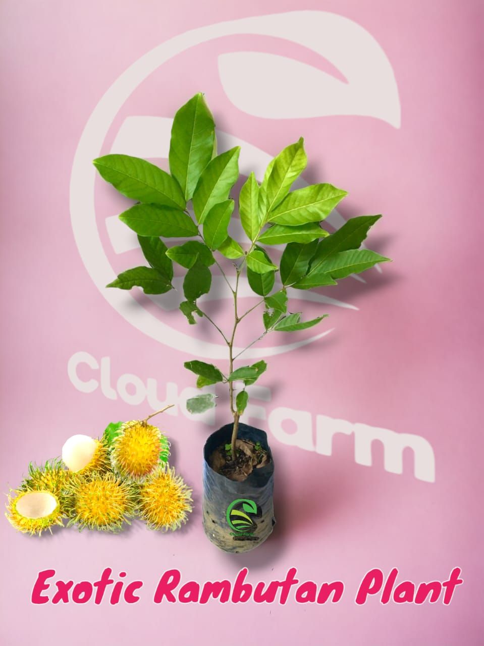 Exotic Rambutan Grafted Hybrid Healthy Plant