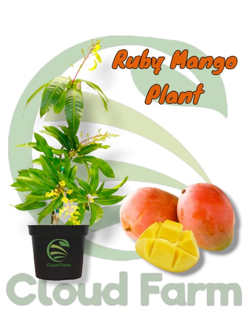 Ruby Mango Grafted / Air Layered Healthy Plant