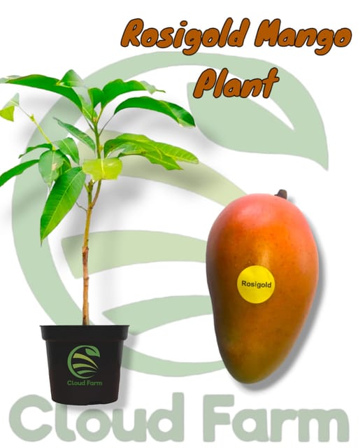 Rosigold Mango Grafted / Air Layered Healthy Plant Rosigold Mango Grafted / Air Layered Healthy Plant