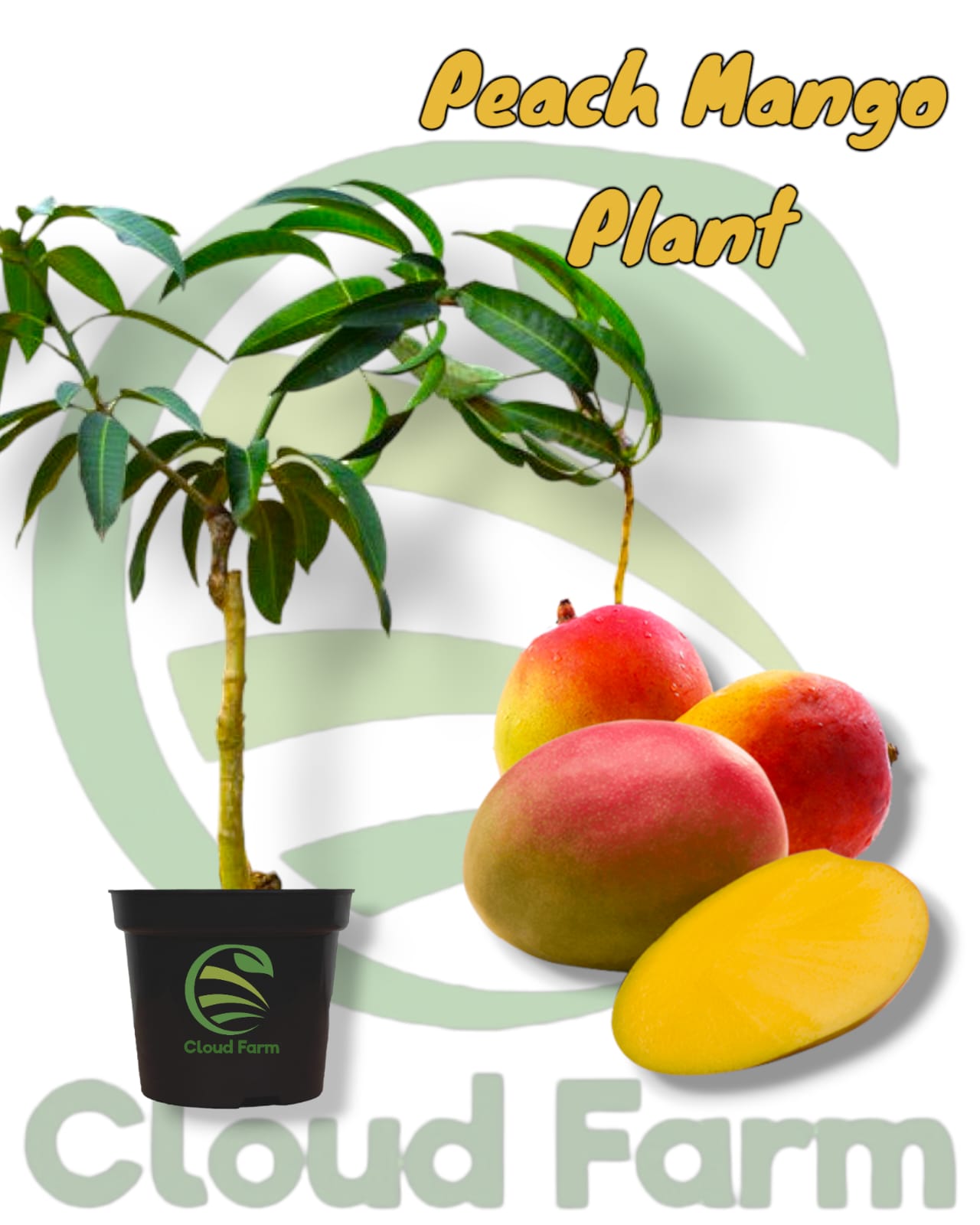 Peach Mango Grafted / Air Layered Healthy Plant
