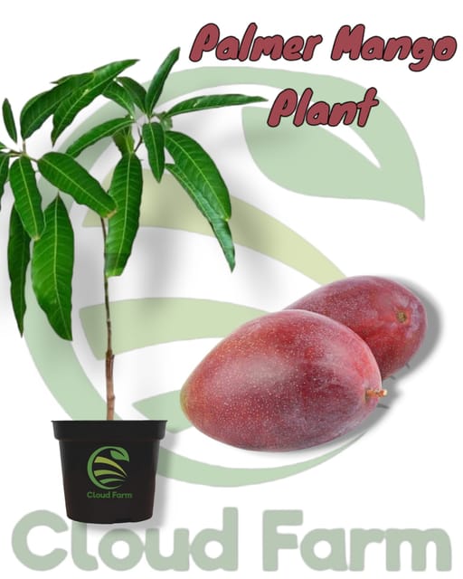 Palmer Mango Grafted / Air Layered Healthy Plant
