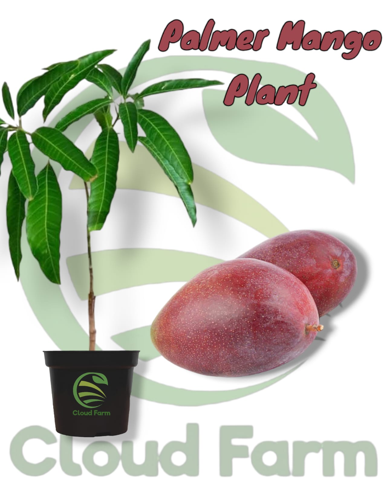 Palmer Mango Grafted / Air Layered Healthy Plant