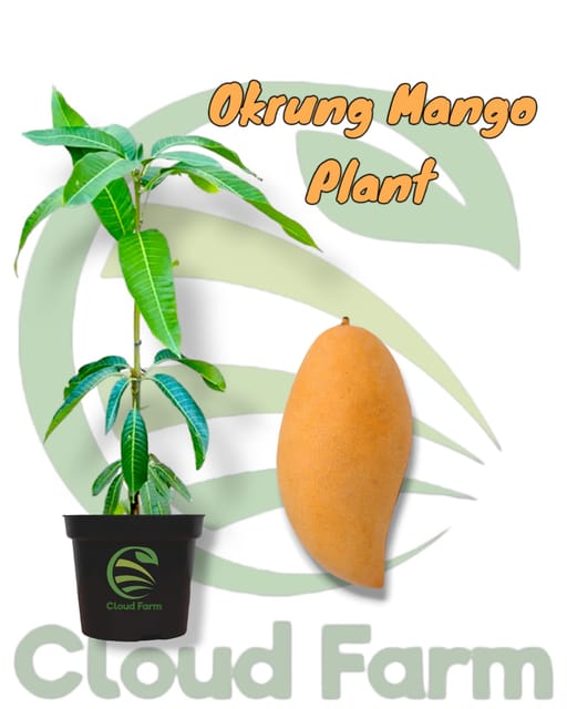 Okrung Mango Grafted / Air Layered Healthy Plant Okrung Mango Grafted / Air Layered Healthy Plant