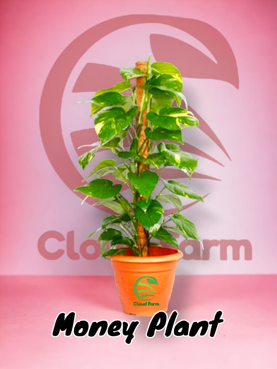 Money Plant Lucky for Your Home and Garden Area