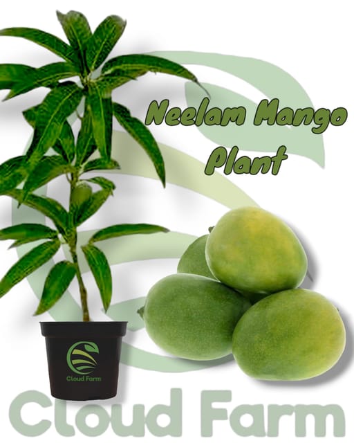 Neelam Mango Grafted / Air Layered Healthy plant Neelam Mango Grafted / Air Layered Healthy plant