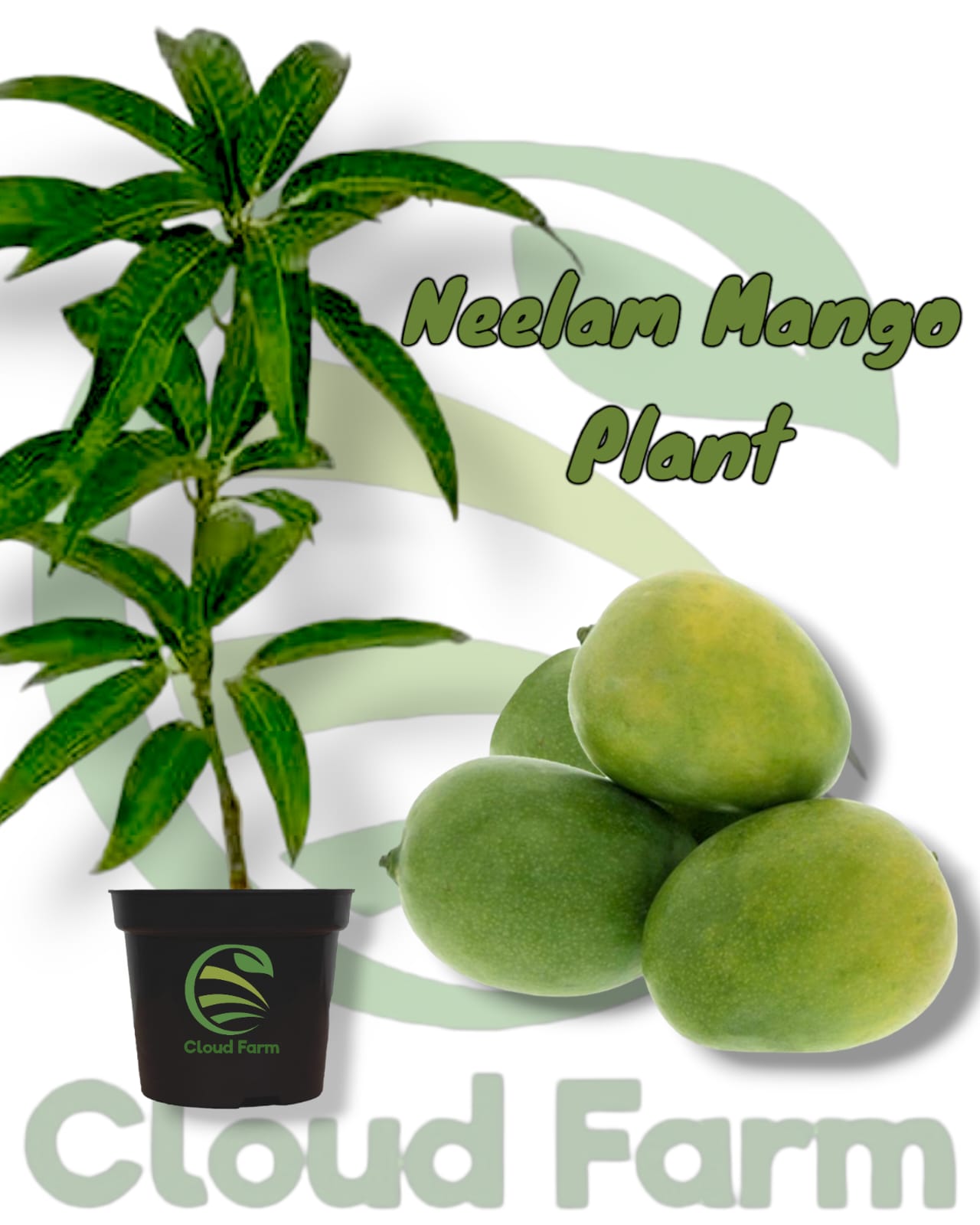 Neelam Mango Grafted / Air Layered Healthy plant