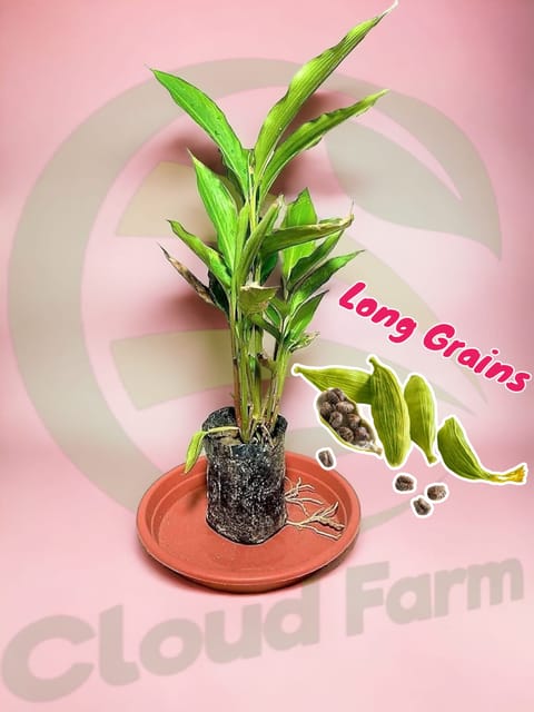 Elaichi Long Grains Hybrid Healthy Plant